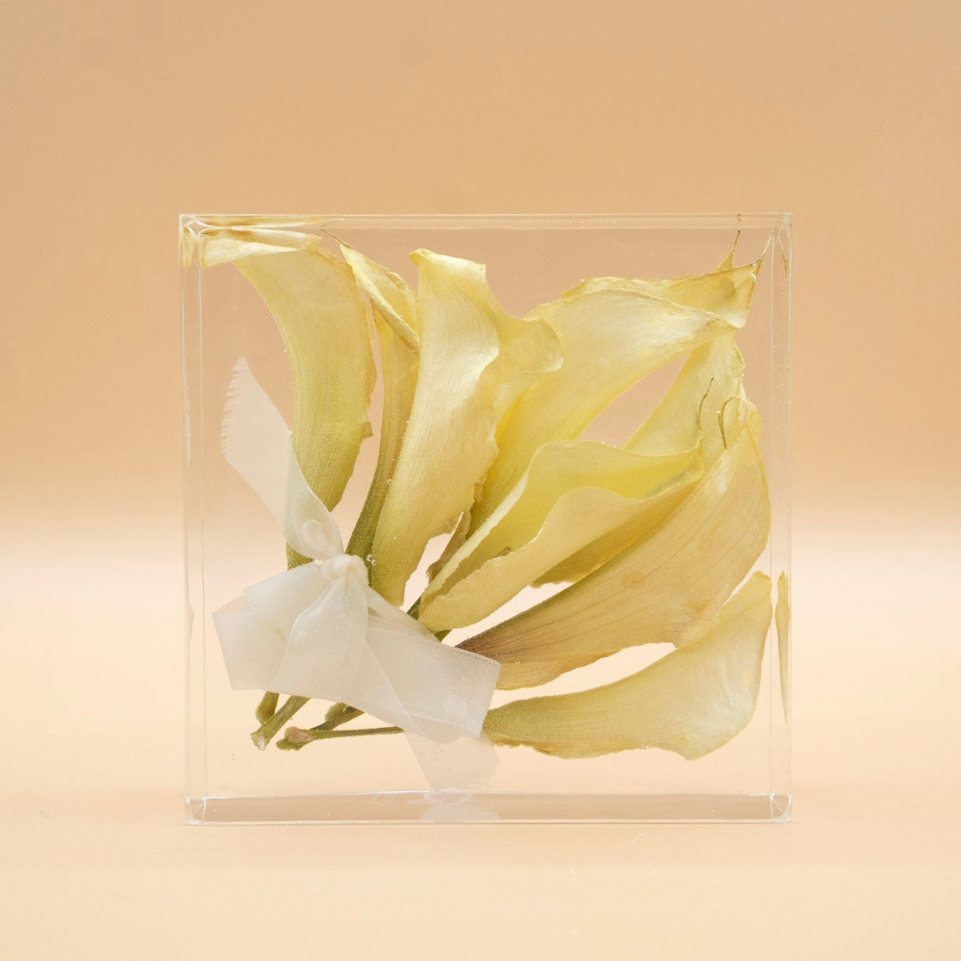 Preserved calla lily flowers in a clear resin cube on a beige background