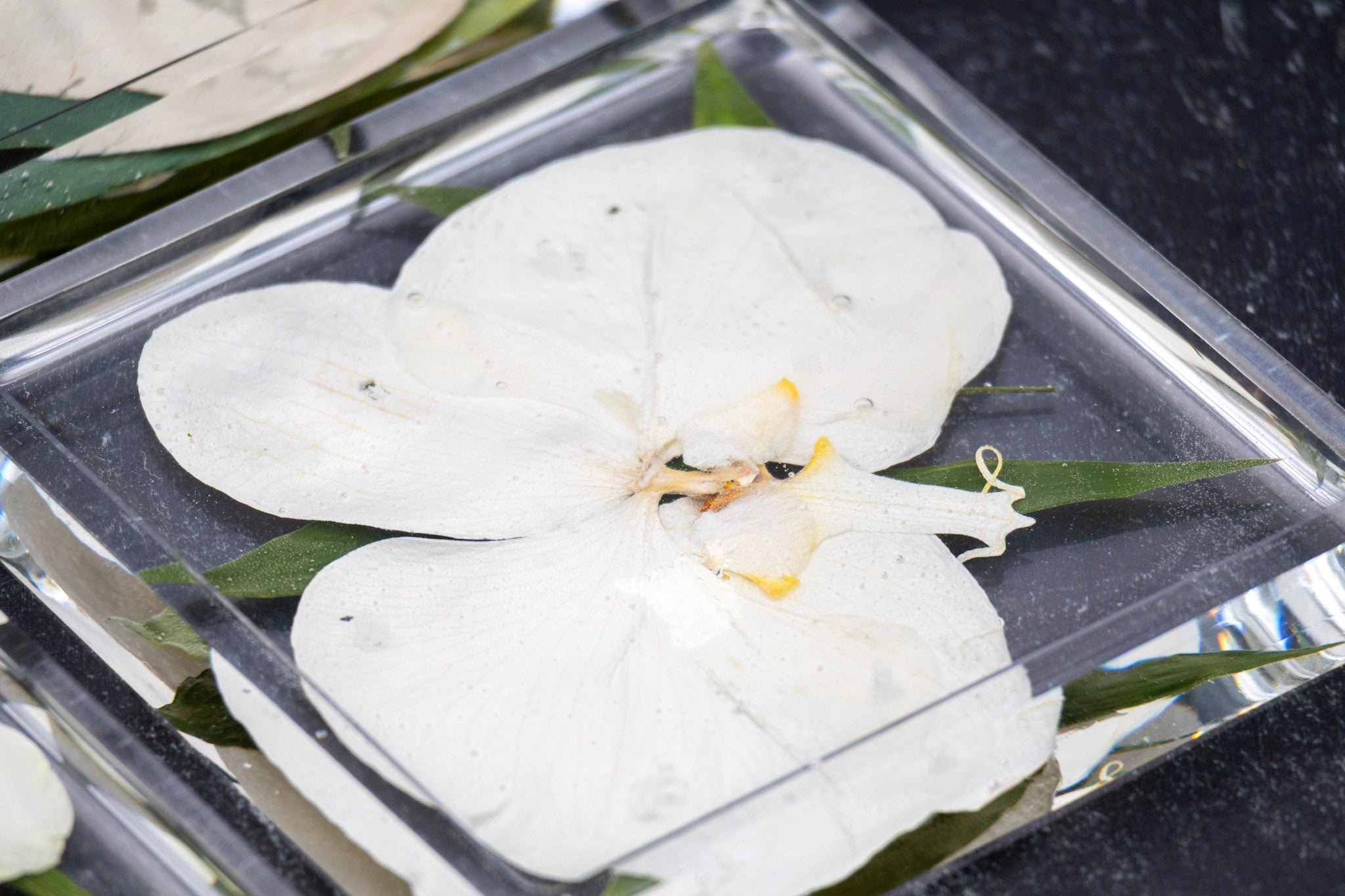 Preserved White Orchid Flower in Coaster