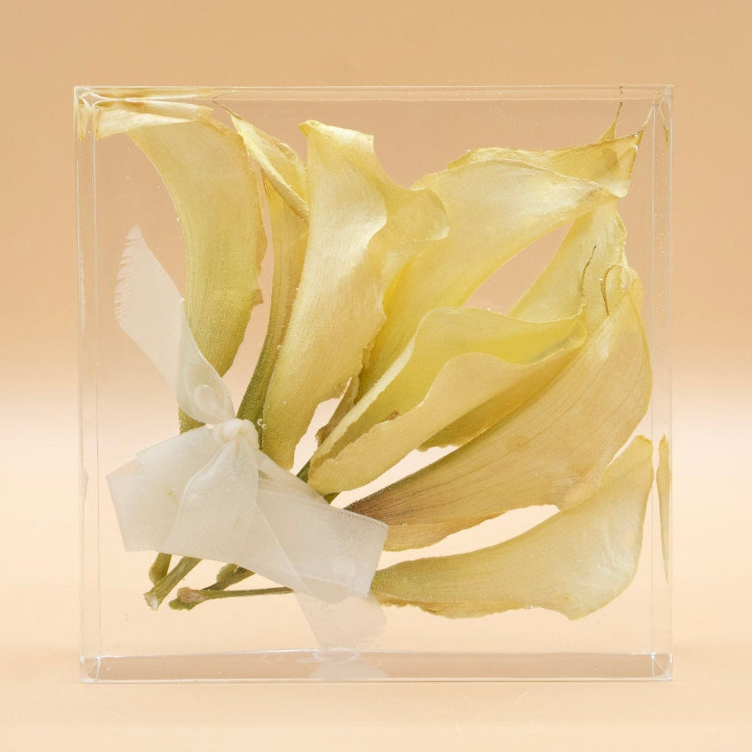 Preserved calla lily flowers with white bouquet ribbon encased in a clear resin cube on a beige background